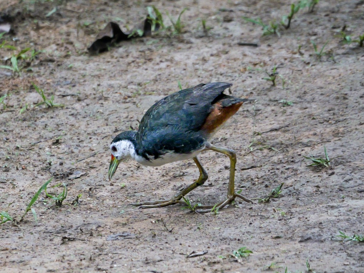 White-breasted Waterhen - ML647176861