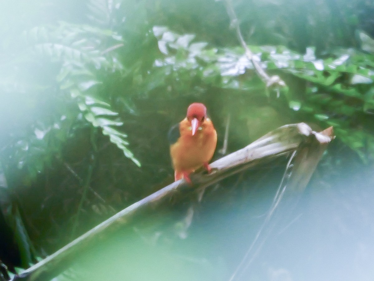 Black-backed Dwarf-Kingfisher - ML647176875