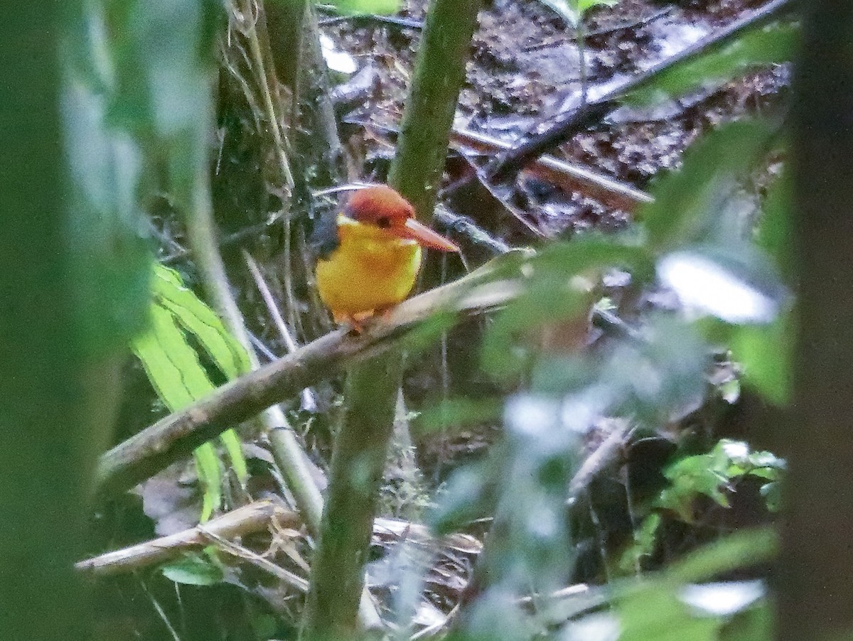 Black-backed Dwarf-Kingfisher - ML647176876
