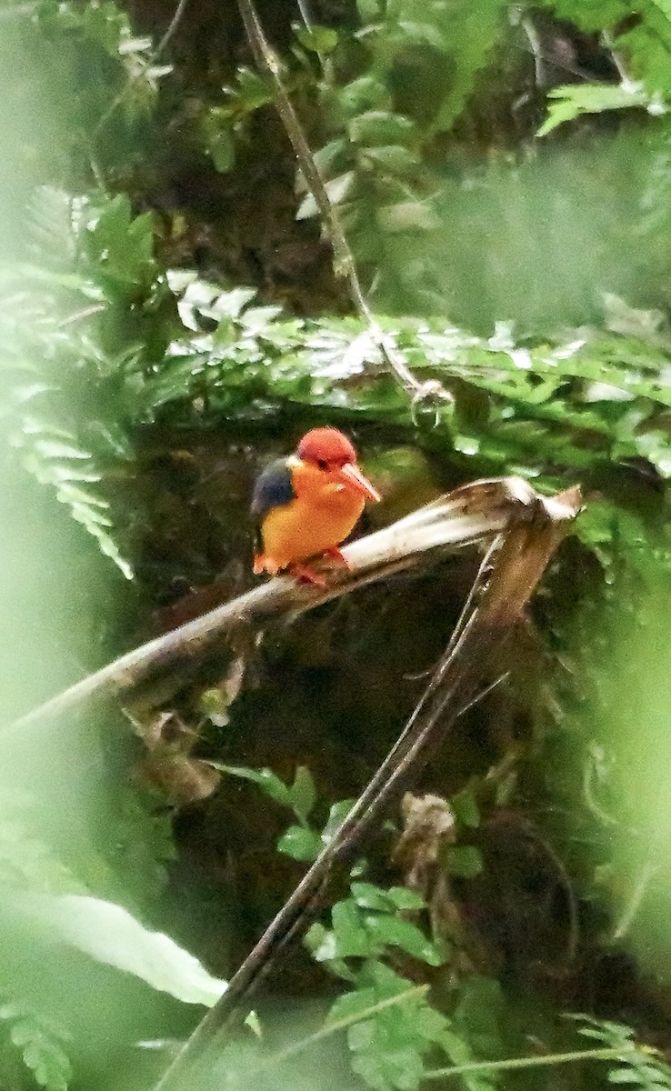 Black-backed Dwarf-Kingfisher - ML647176877