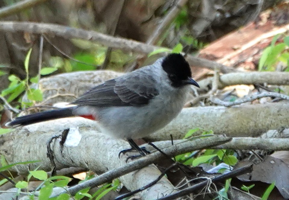 Bulbul Ventridorado - ML647176879