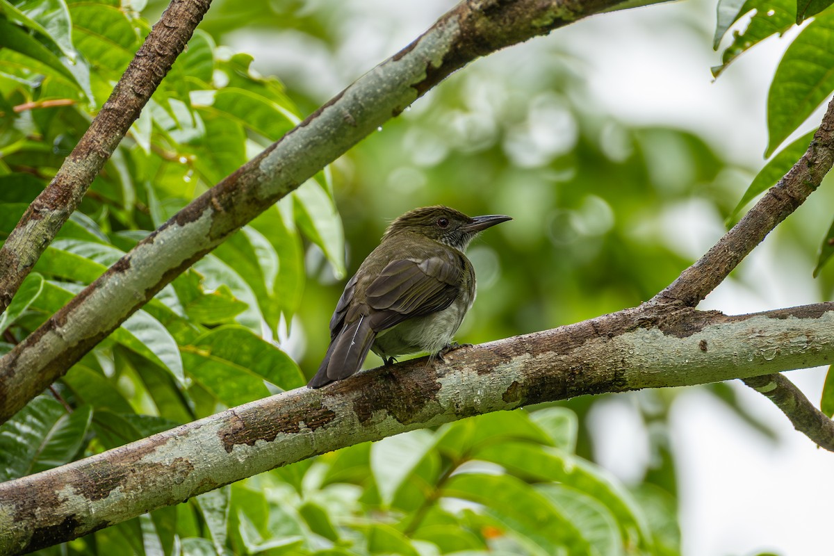 Streaked Bulbul - ML647176880