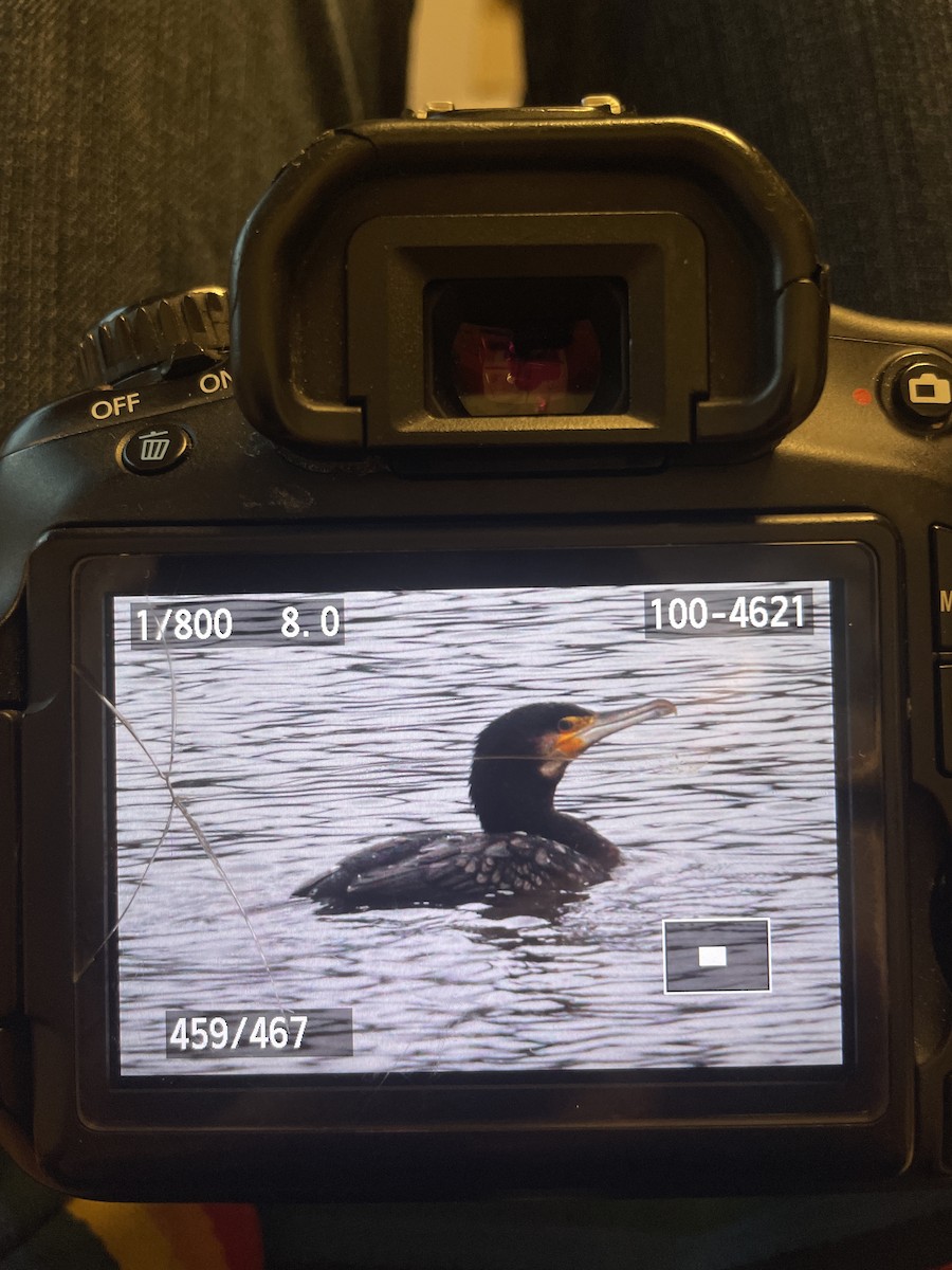 Great Cormorant - ML647176881
