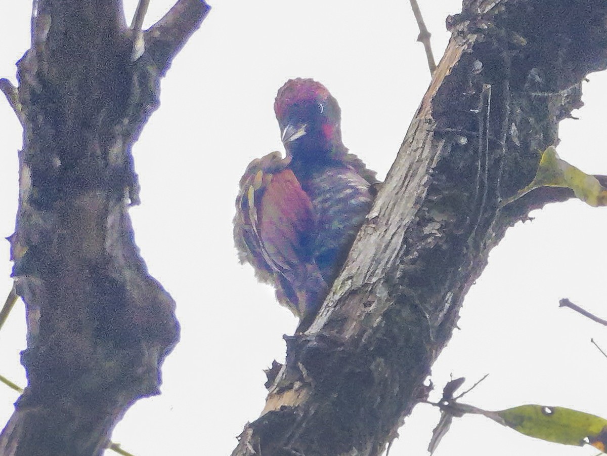 Küçük Sarıense - ML647176900