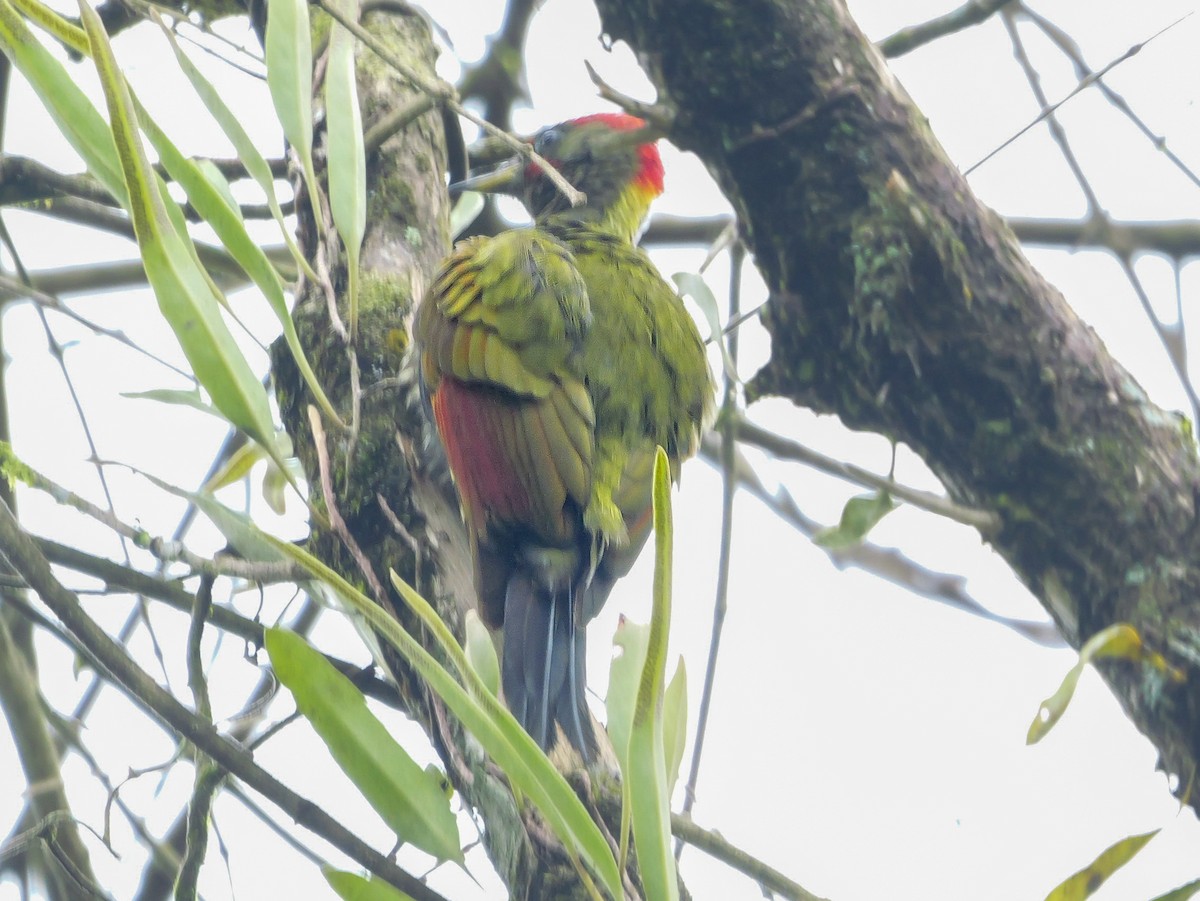 Küçük Sarıense - ML647176902