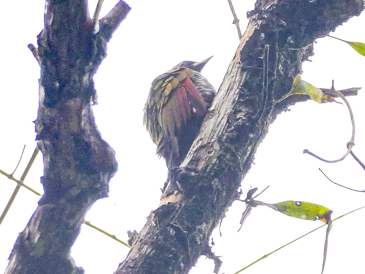 Küçük Sarıense - ML647176903