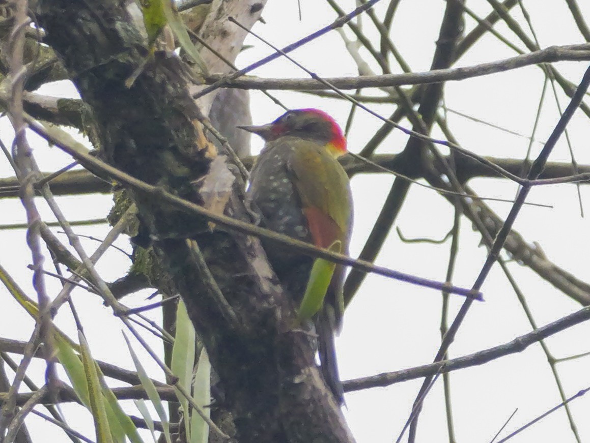 Küçük Sarıense - ML647176904