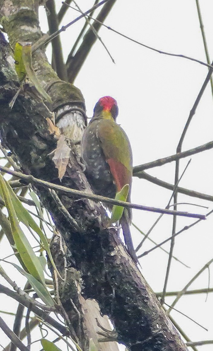 Küçük Sarıense - ML647176905