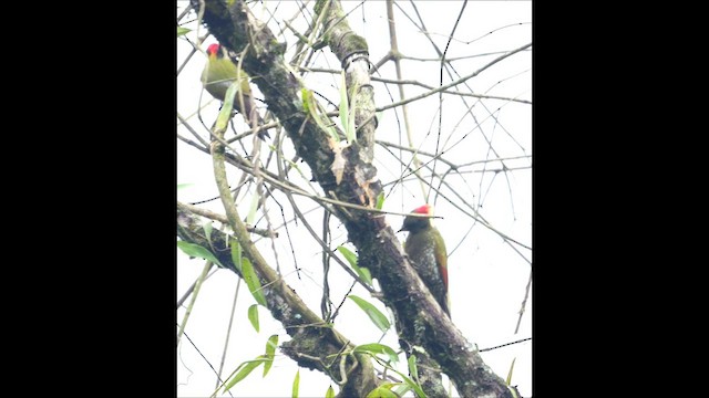 Lesser Yellownape - ML647176906