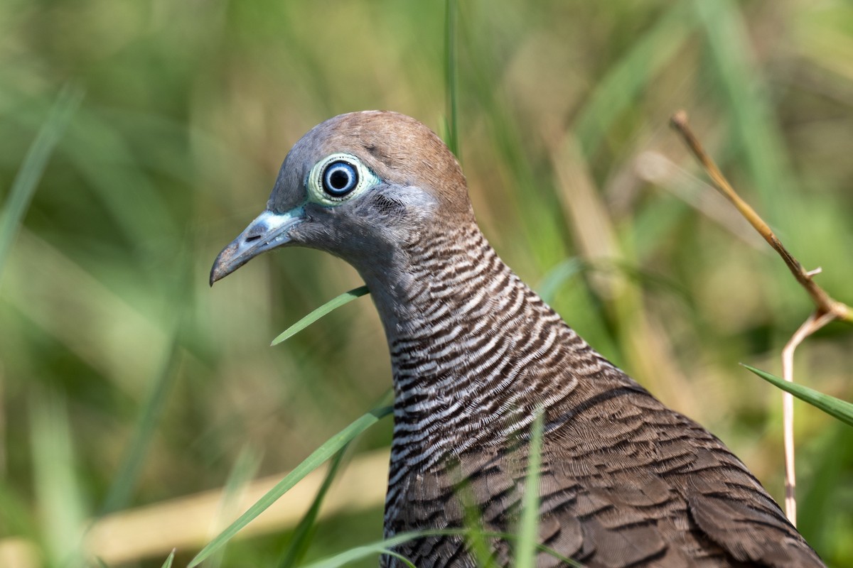 Zebra Dove - ML647176909