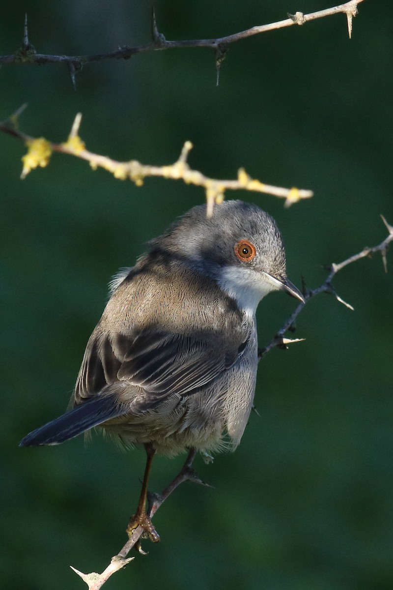 Sardinian Warbler - ML647176917