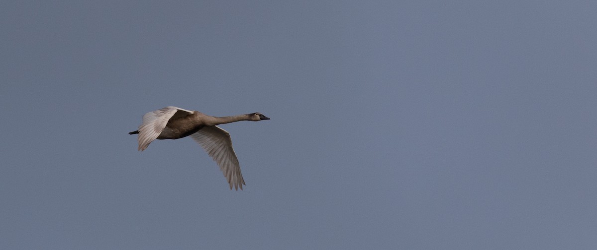 Cisne Vulgar - ML647176918