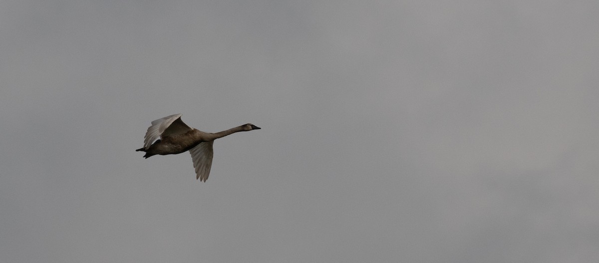 Cisne Vulgar - ML647176920