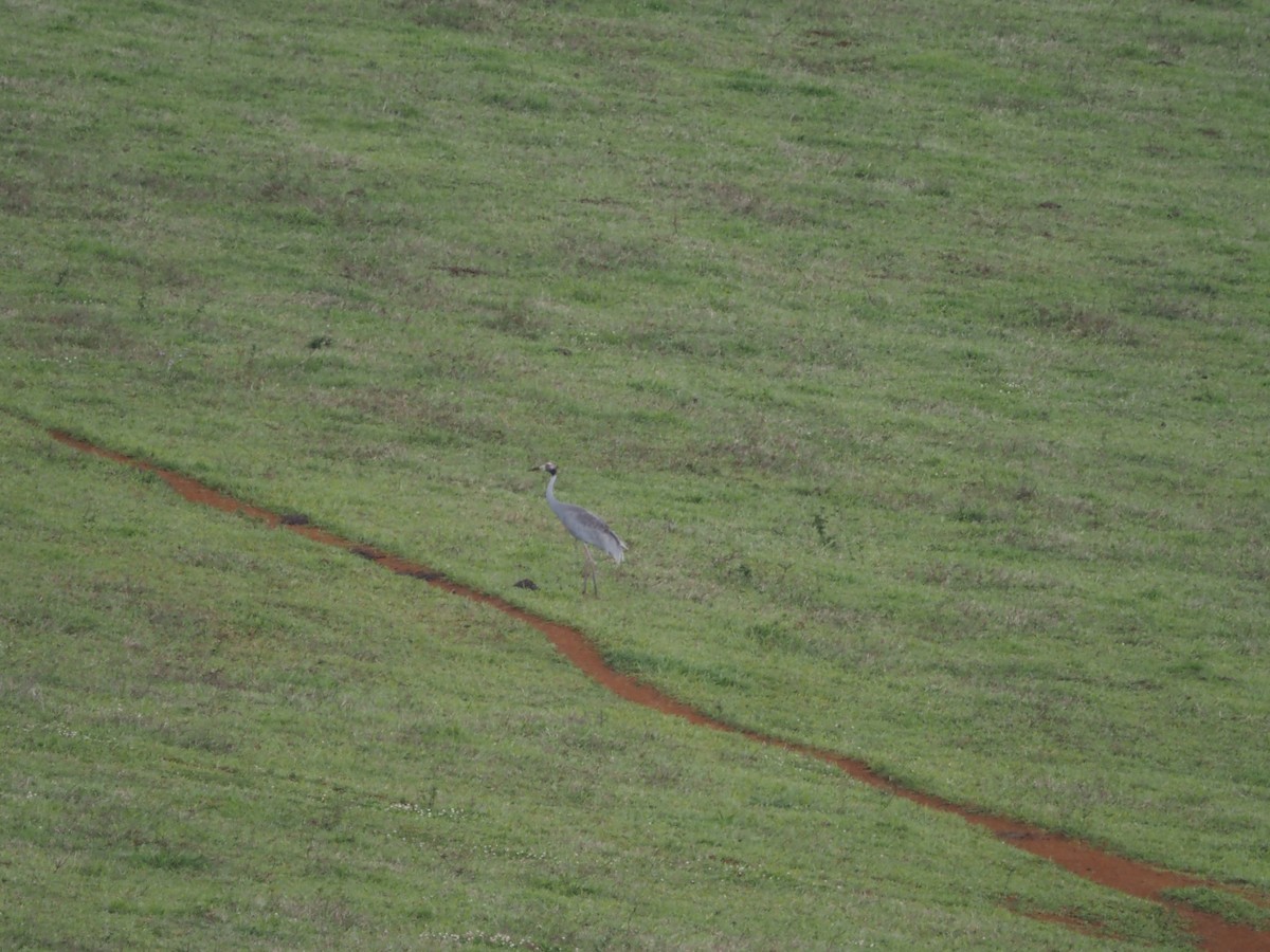 Brolga - ML647176921