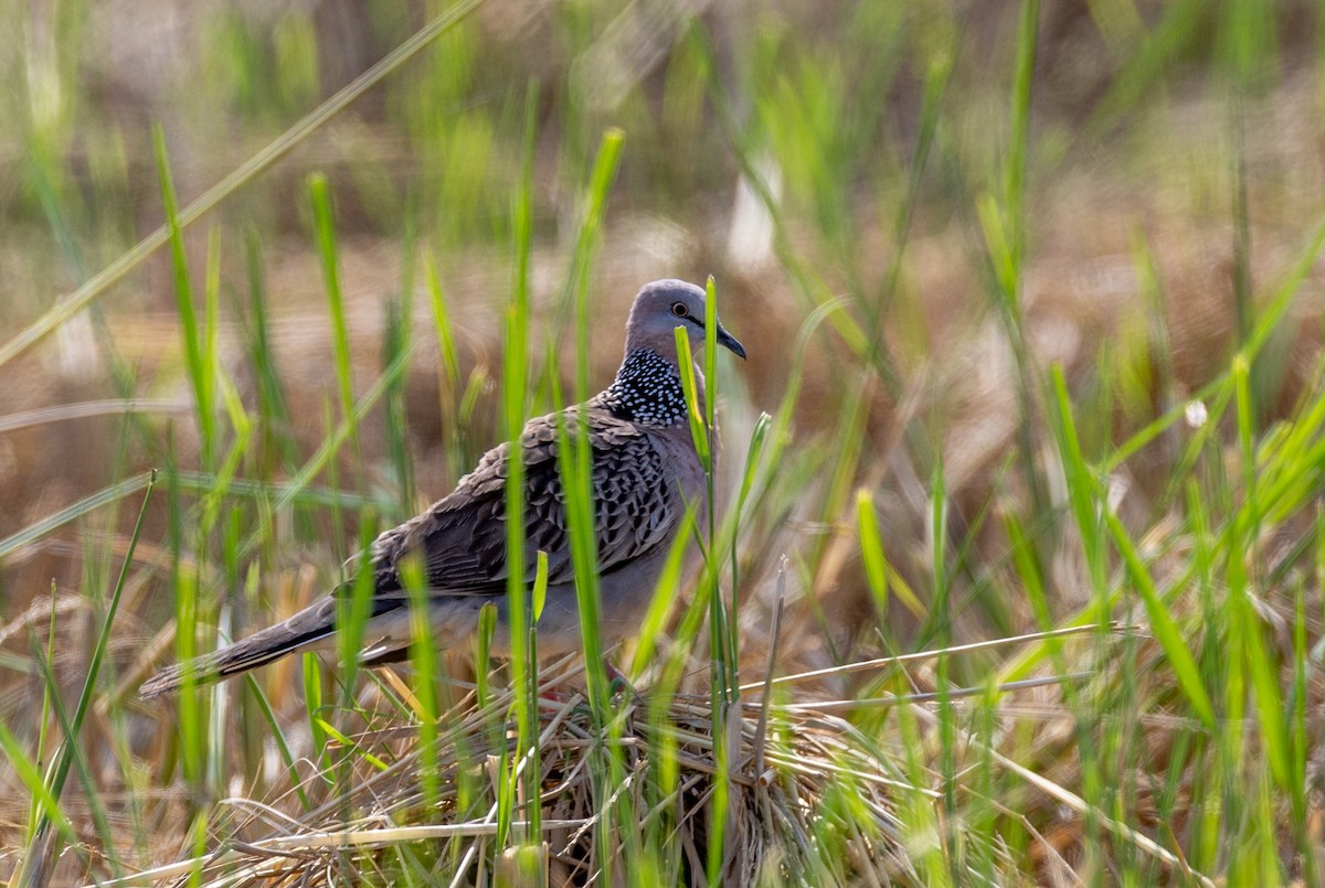 Spotted Dove - ML647176930