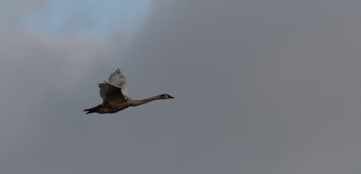 Cisne Vulgar - ML647176939