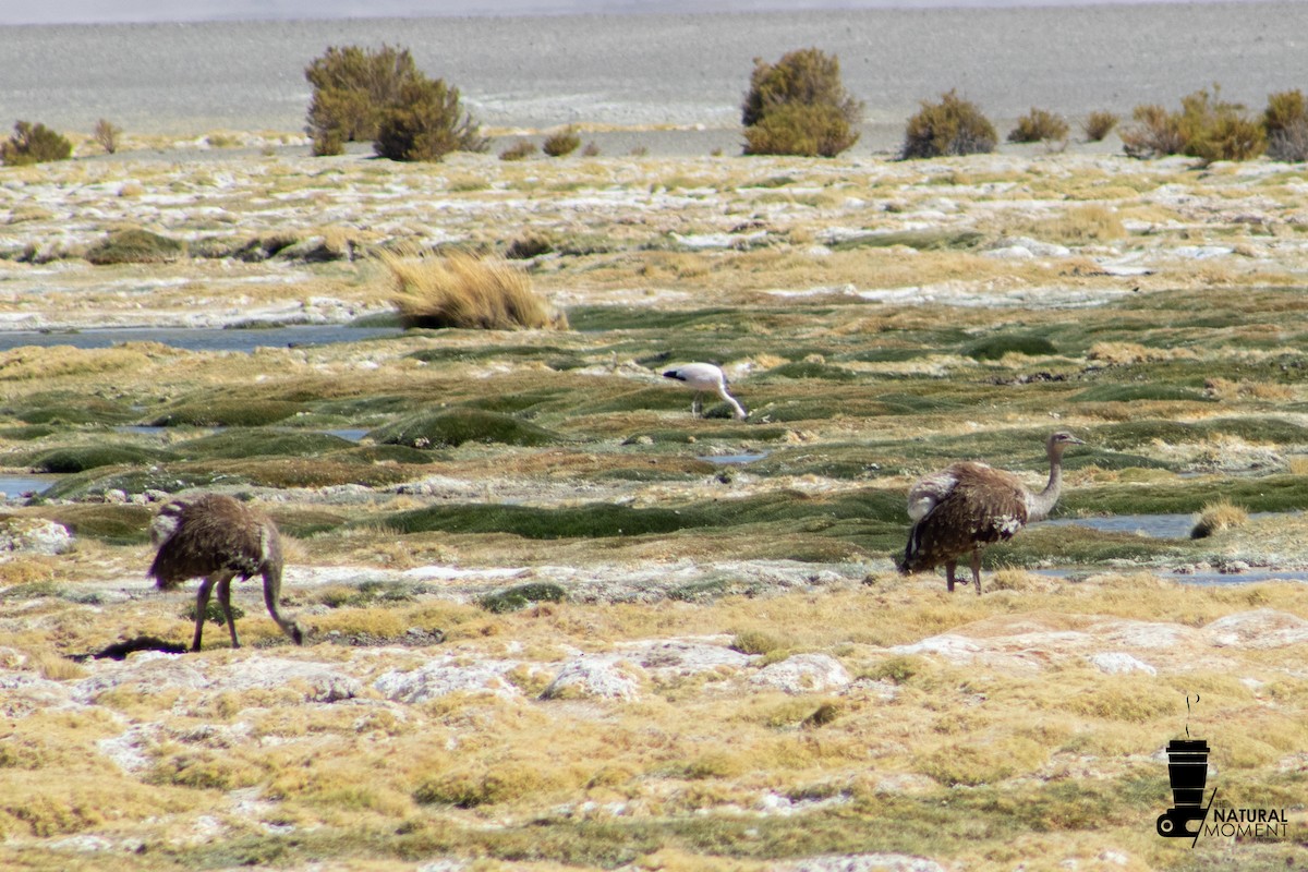 Lesser Rhea - ML647176940