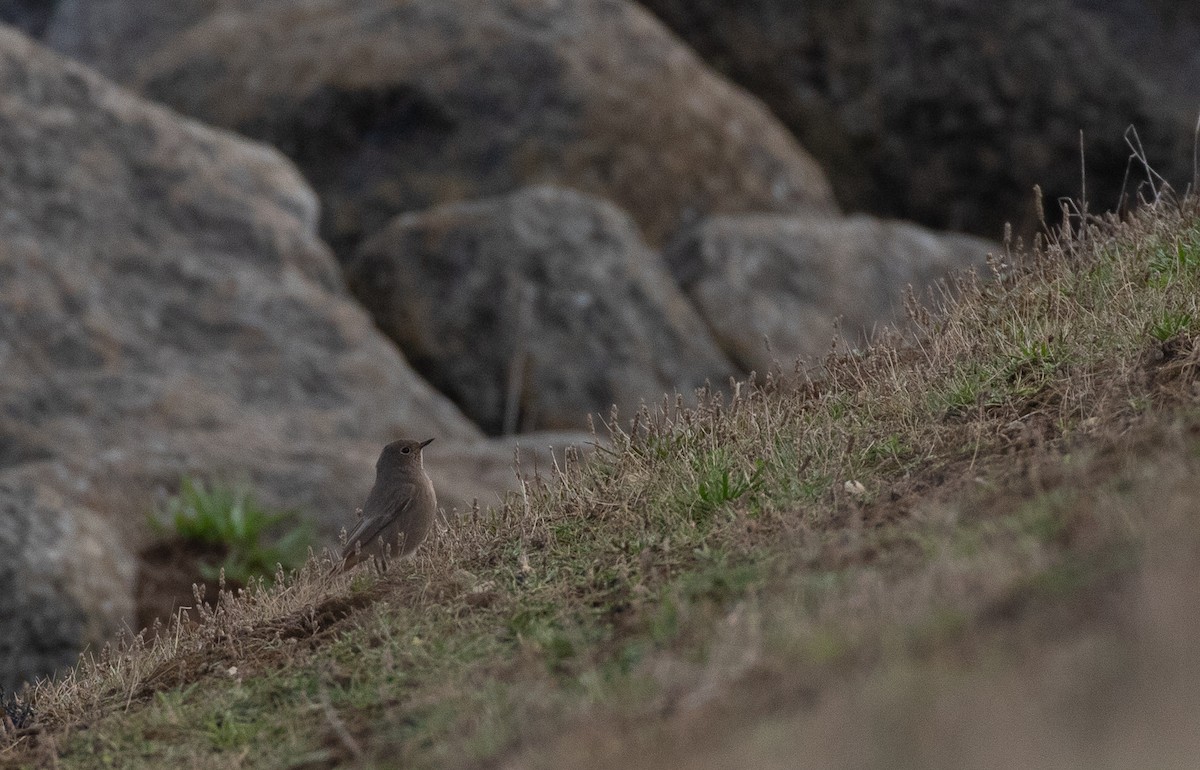 Colirrojo Tizón - ML647176943
