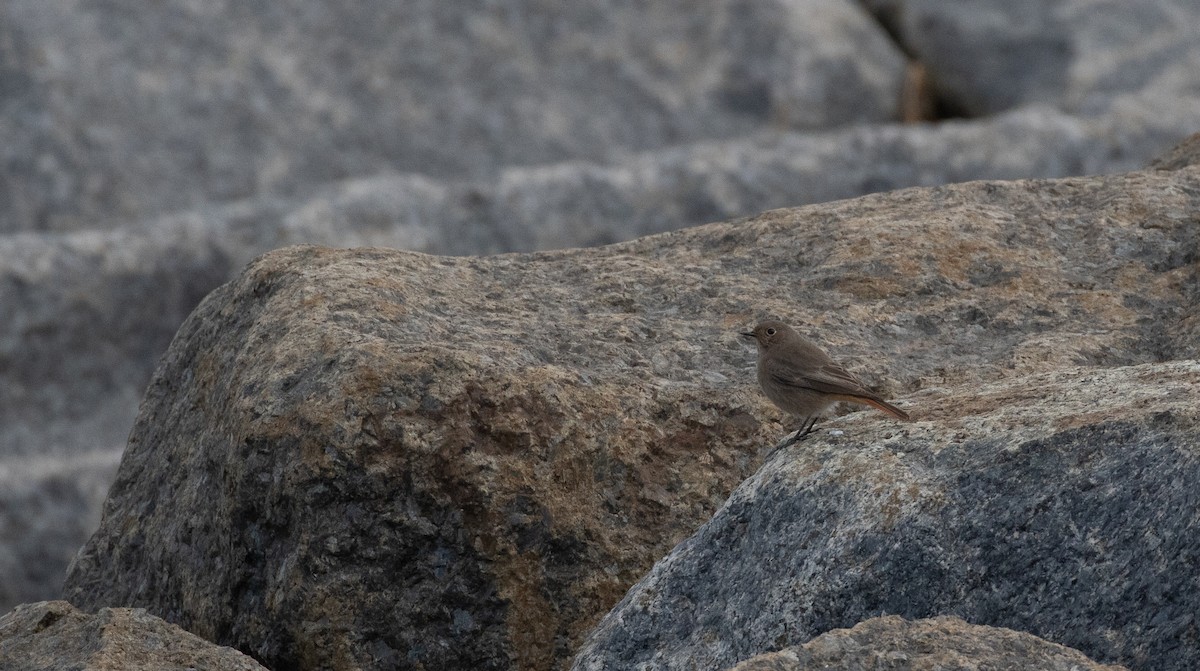 Colirrojo Tizón - ML647176944