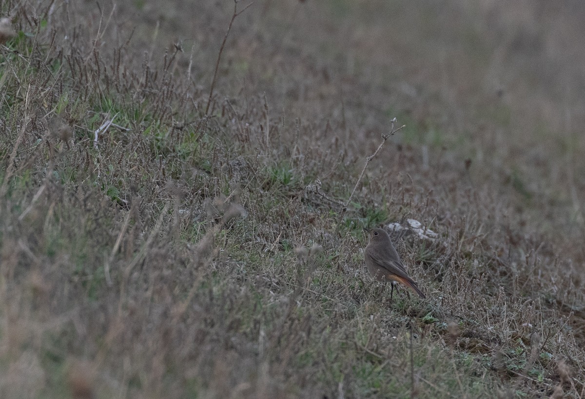 Colirrojo Tizón - ML647176947