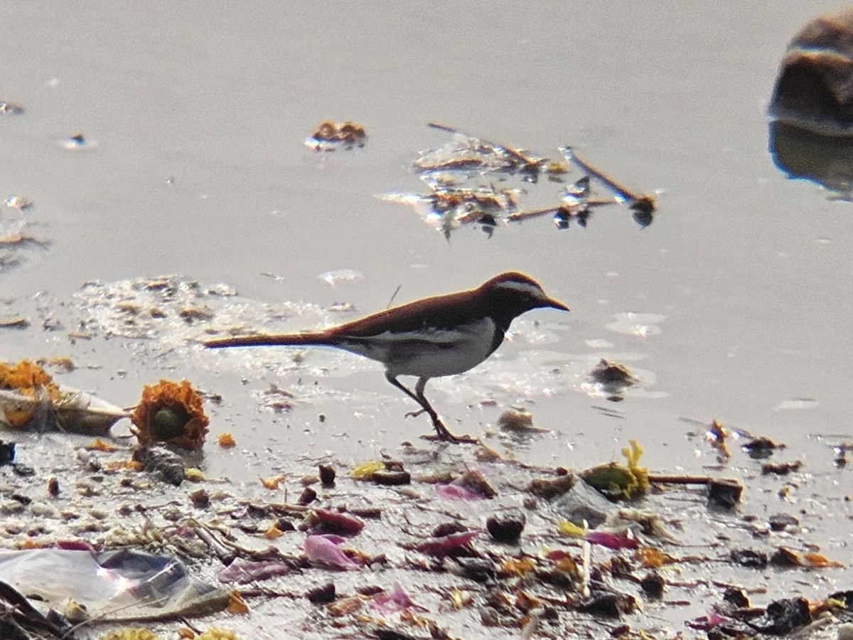 konipas indický - ML647176950