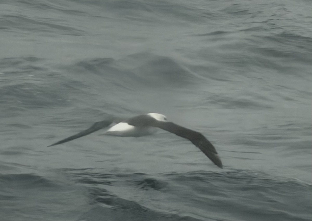 Black-browed Albatross - ML647176953