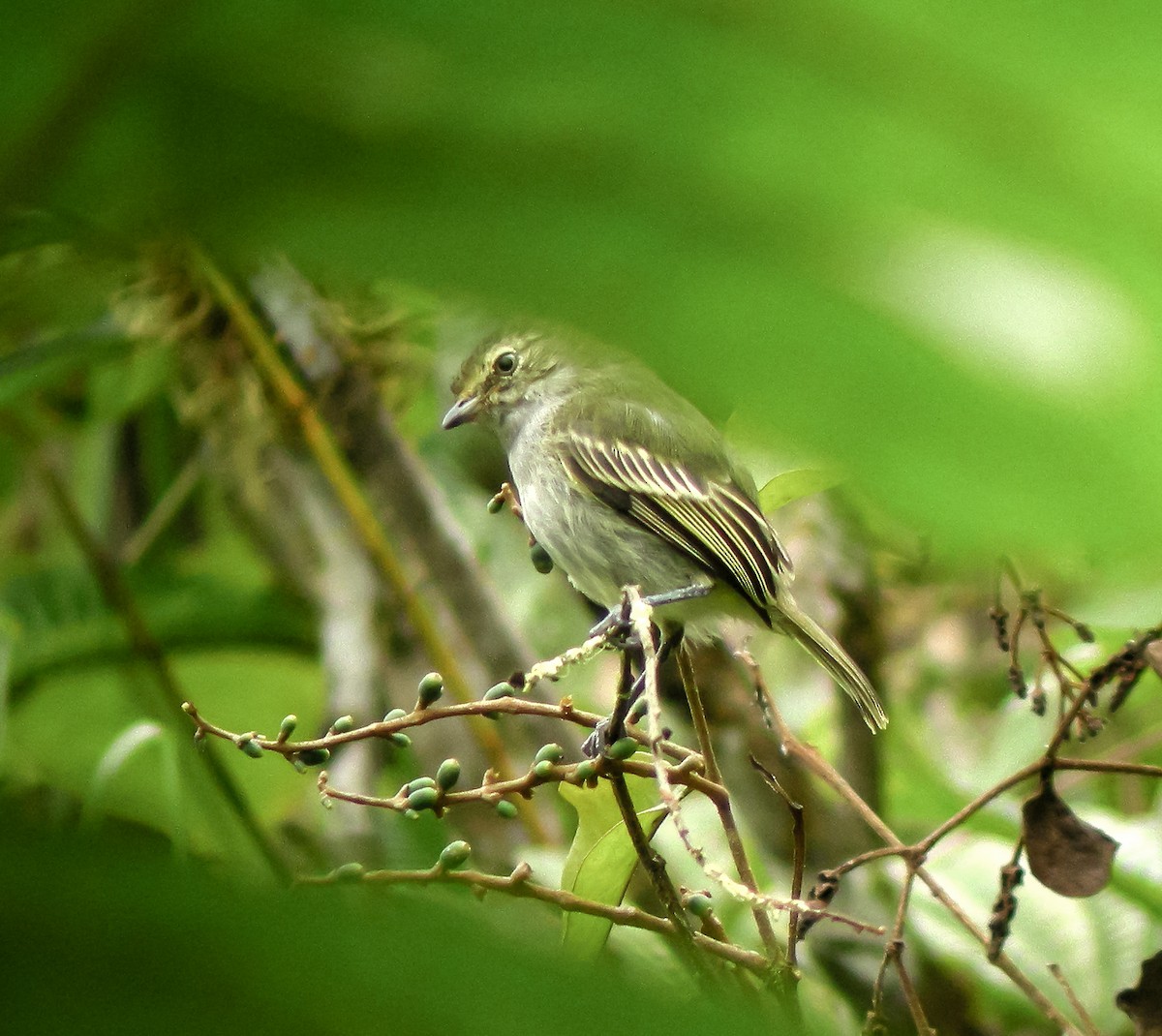 blekstrupetyrannulett - ML647176970