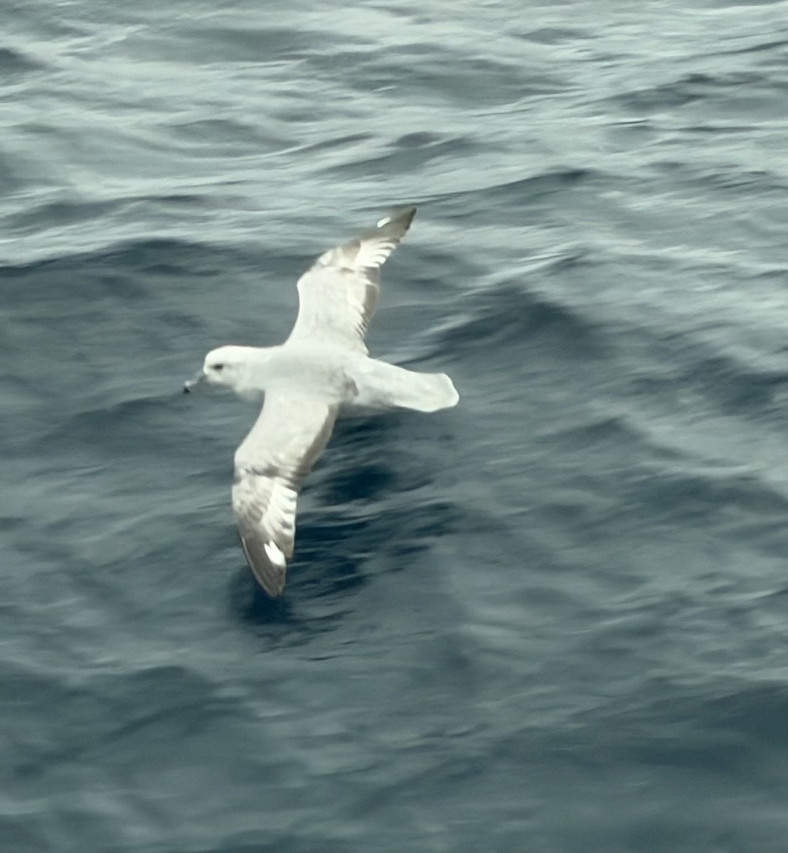 Fulmar australa - ML647176973