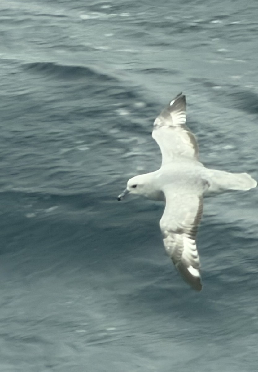 Fulmar australa - ML647176974