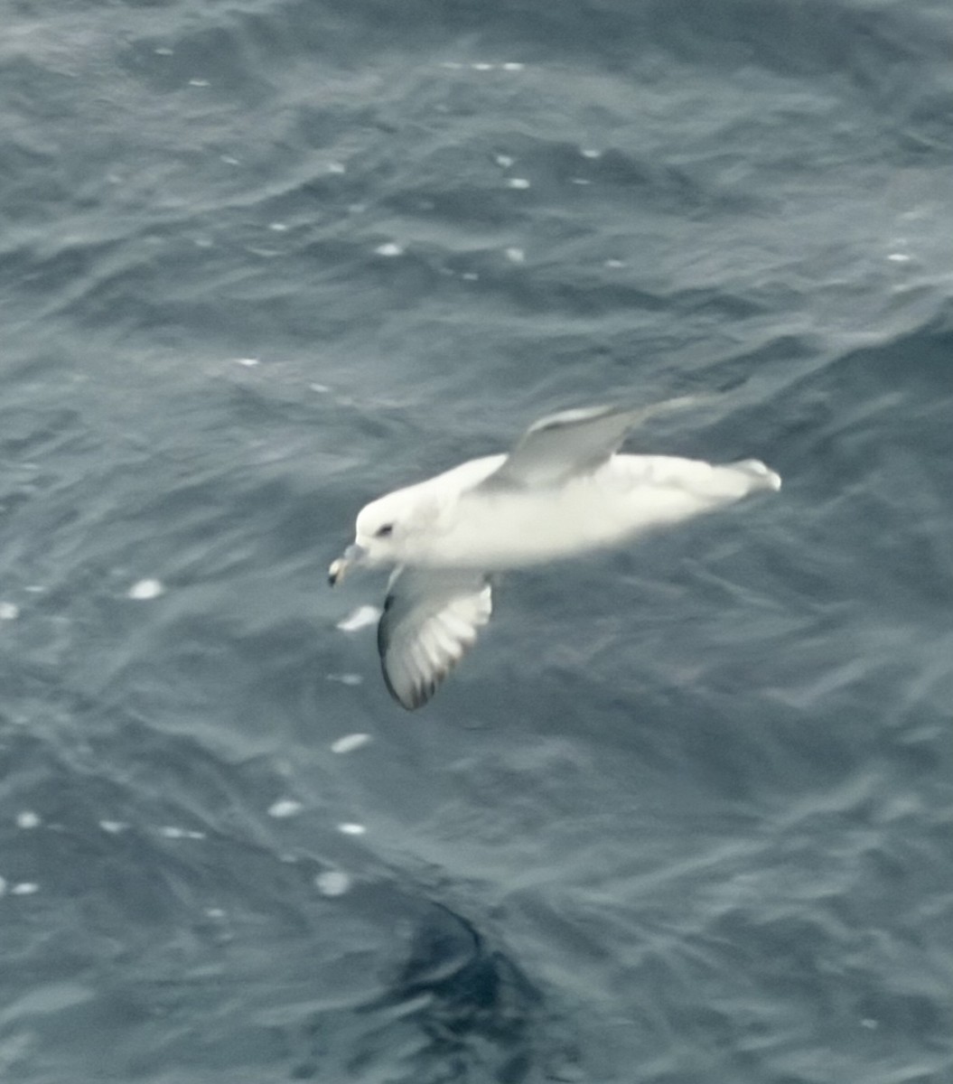 Fulmar australa - ML647176975