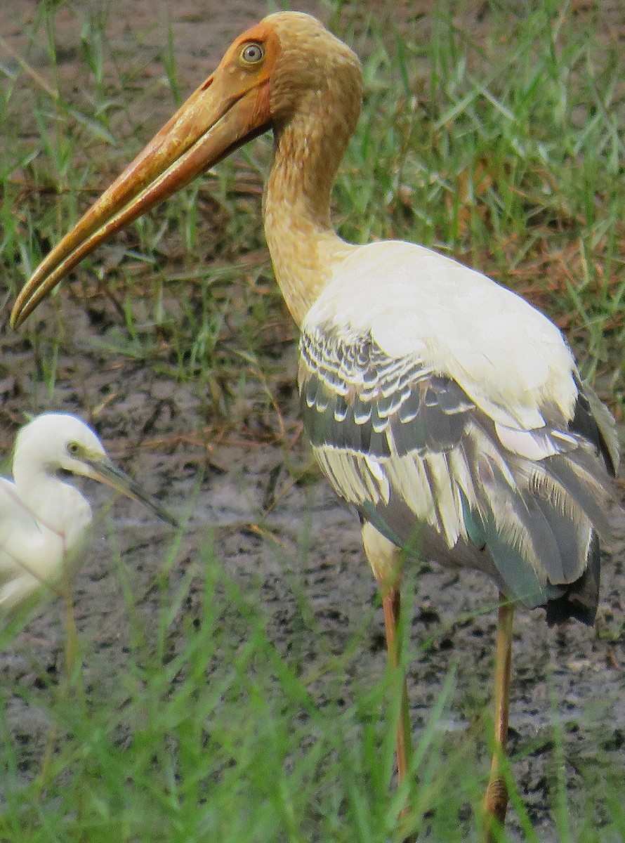 Painted Stork - ML647176982
