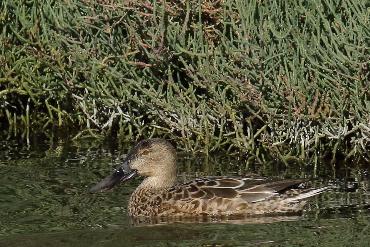 Cuchara Común - ML647176989