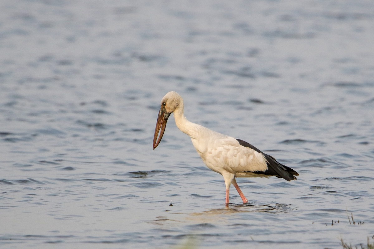 Asian Openbill - ML647176992
