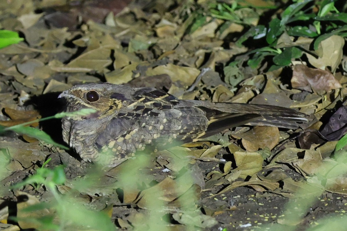 pauraquenattravn - ML647177006