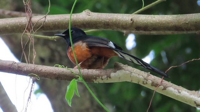 White-rumped Shama - ML647177008