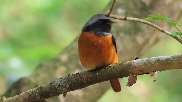 Daurian Redstart - ML647177015