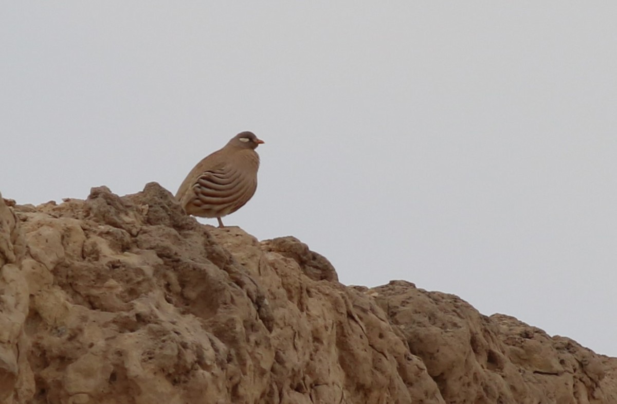 Sand Partridge - ML647177045