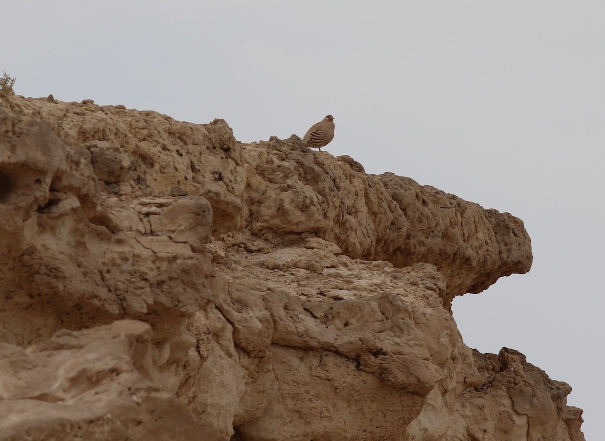 Sand Partridge - ML647177046