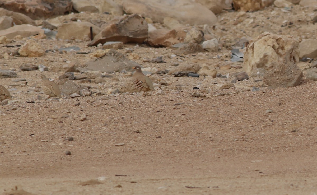 Sand Partridge - ML647177047