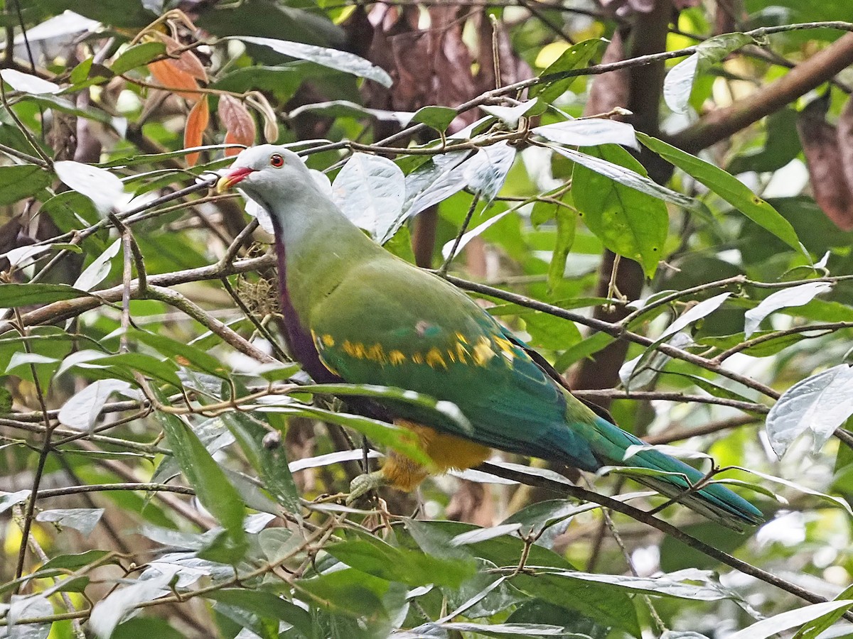 Wompoo Fruit-Dove - ML647177051