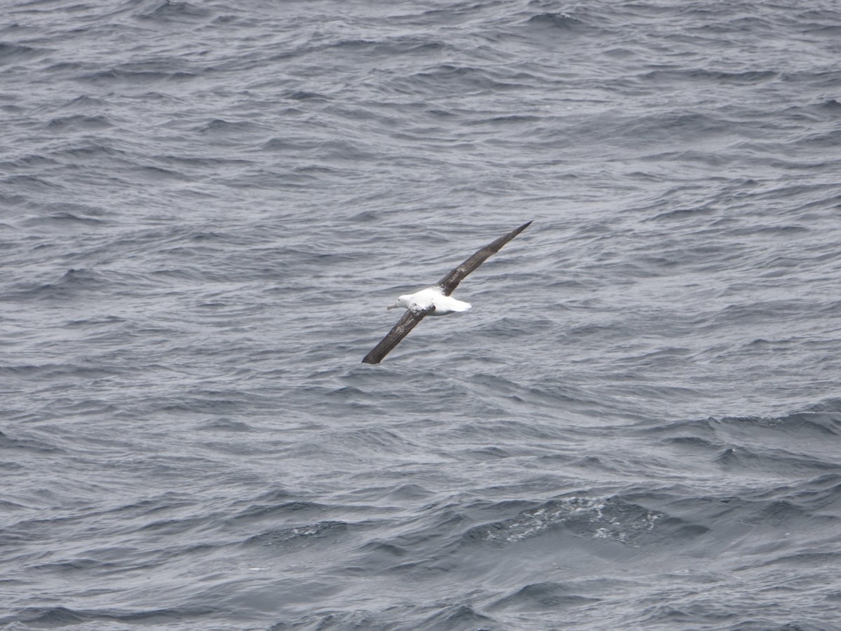 Northern Royal Albatross - ML647177052