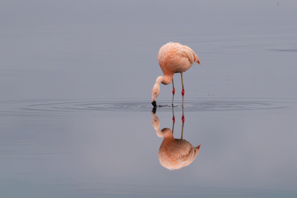 Chilean Flamingo - ML647177062