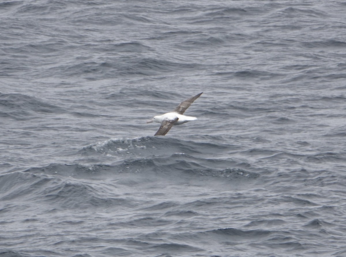Northern Royal Albatross - ML647177063