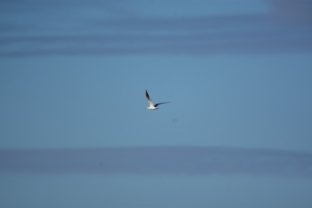 hettemåke - ML647177092