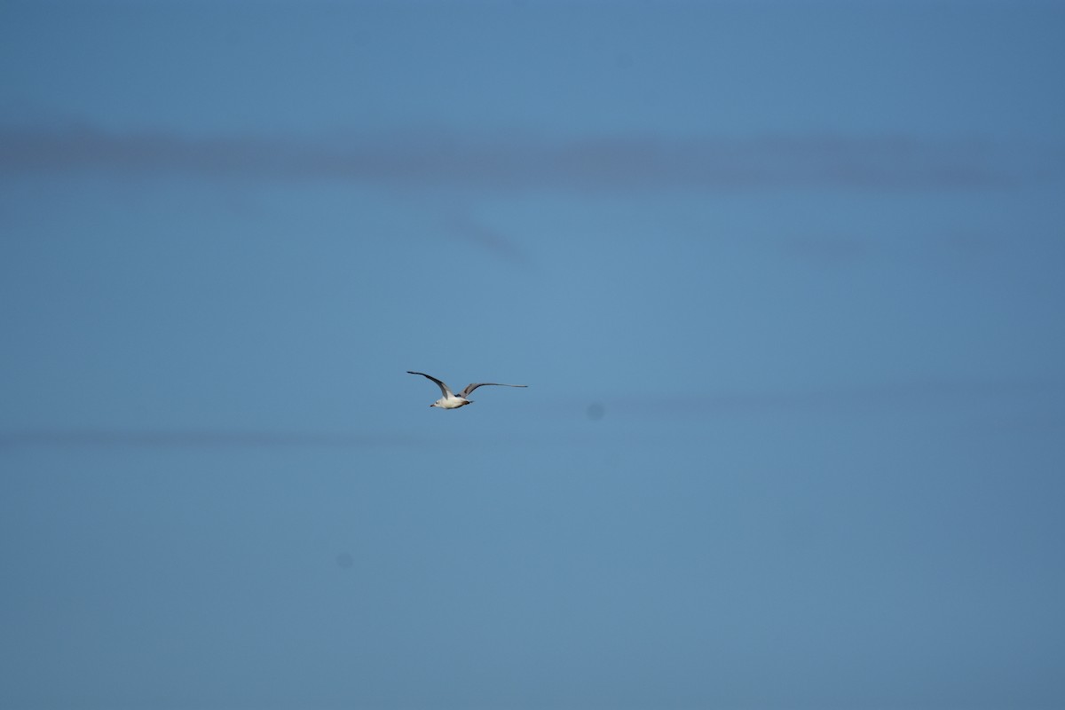 hettemåke - ML647177093