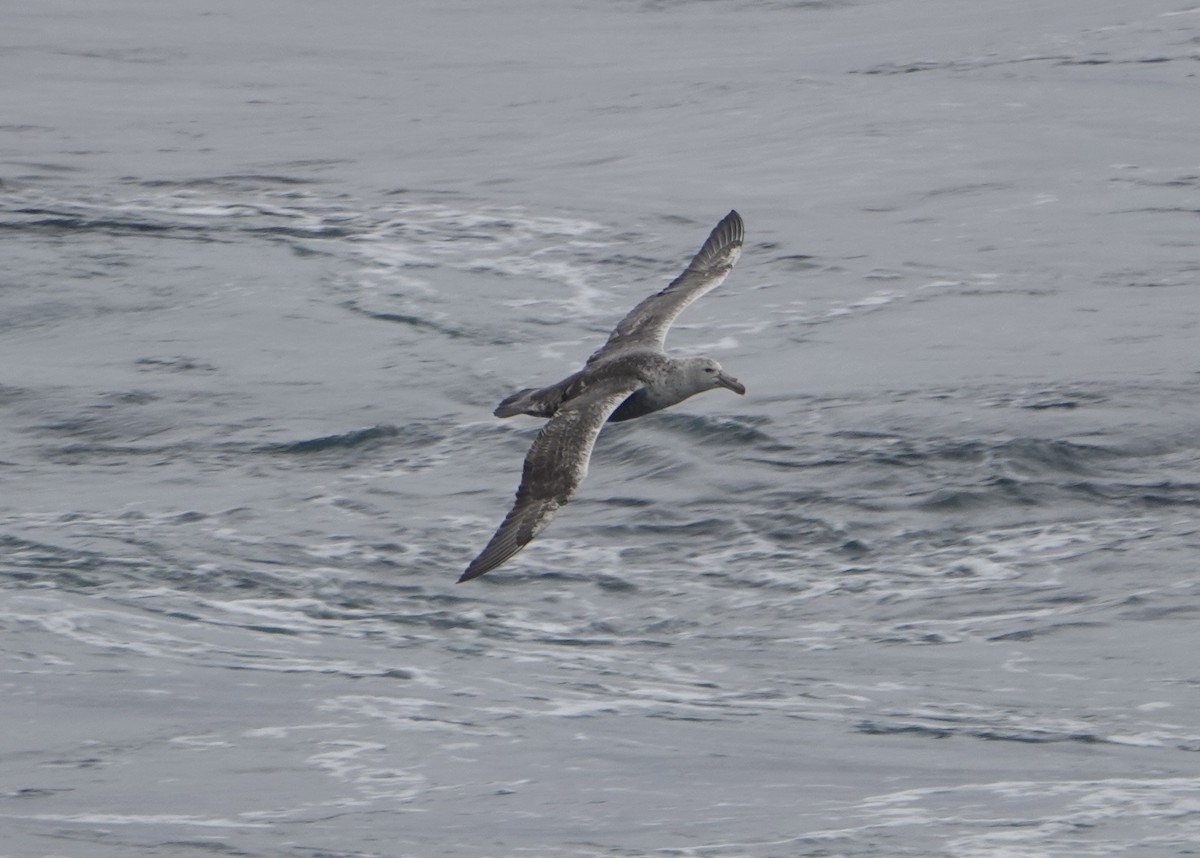 Southern Giant-Petrel - ML647177105