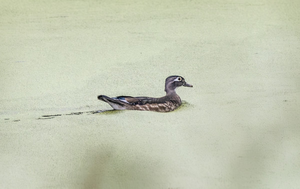 Wood Duck - ML647177110