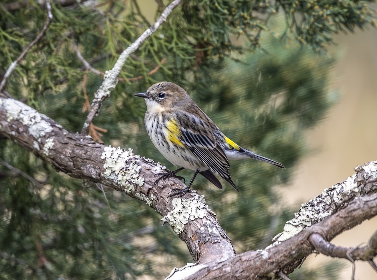Yellow-rumped Warbler - ML647177113