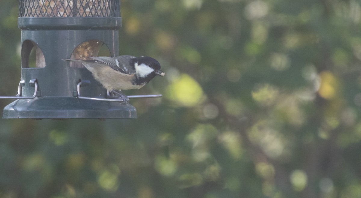 Carbonero Garrapinos - ML647177115