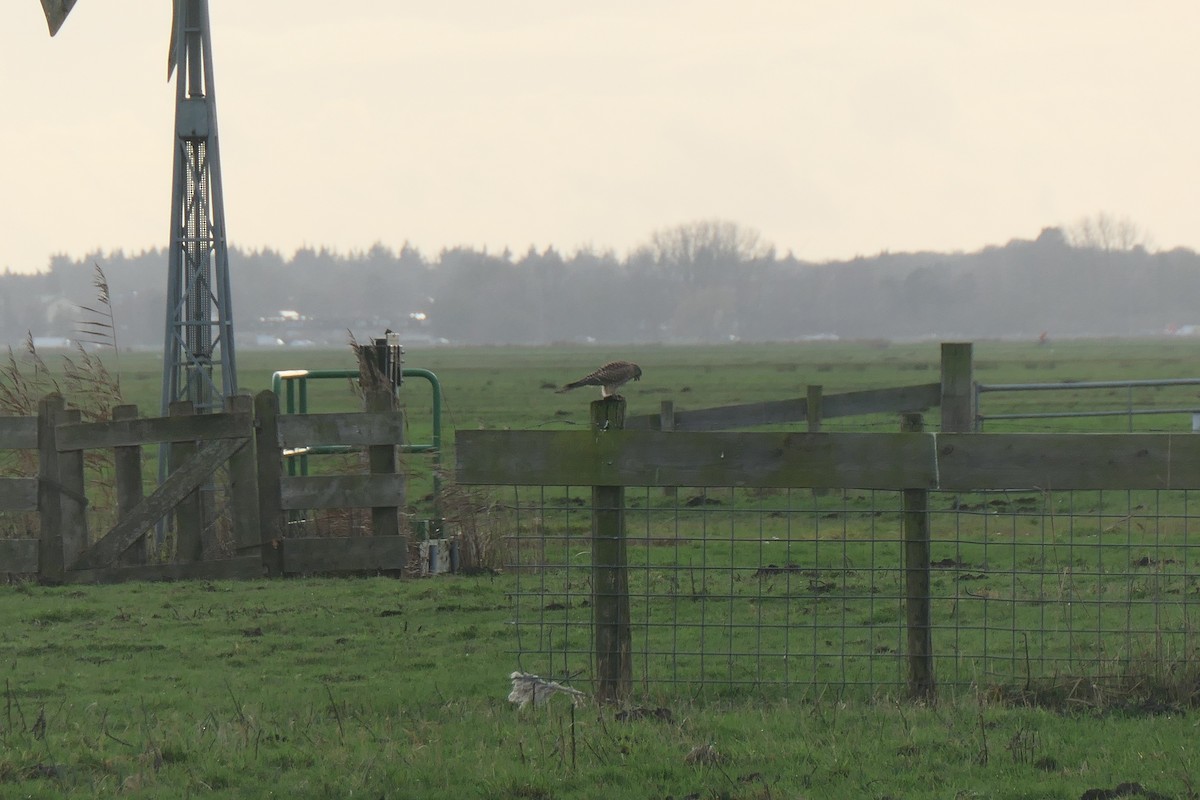 tårnfalk - ML647177116